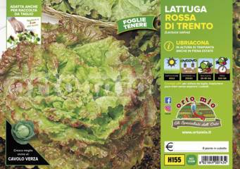 Lattuga Rossa di Trento