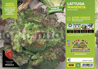 Lattuga Super Canasta