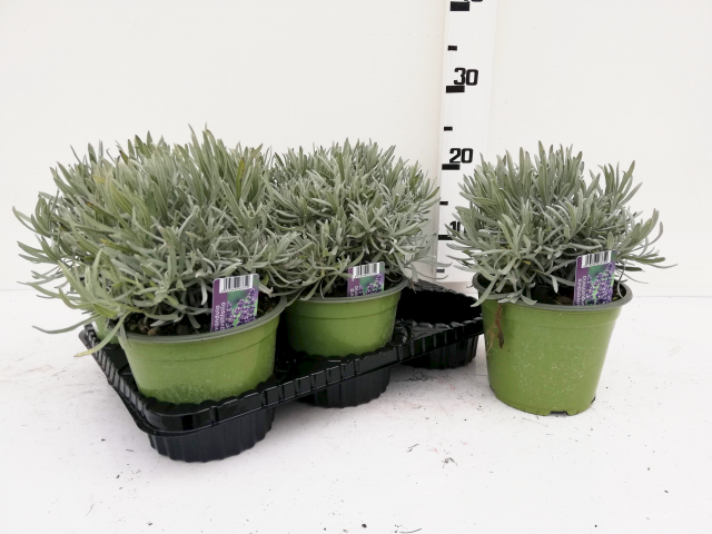 Lavanda Angustifolia Vaso 14 - Giardango