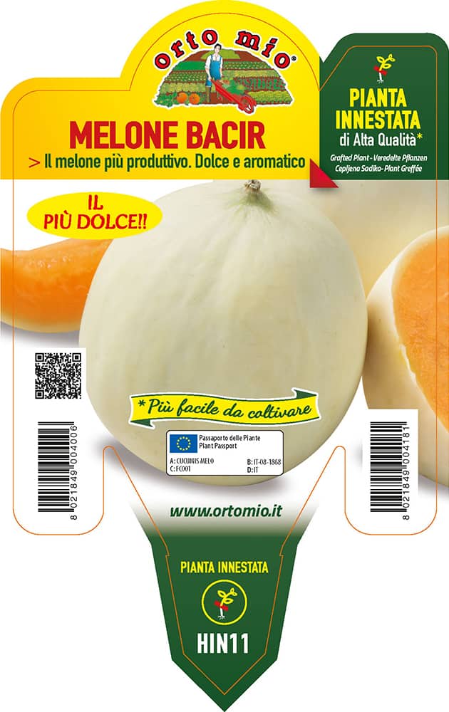 Melone Liscio