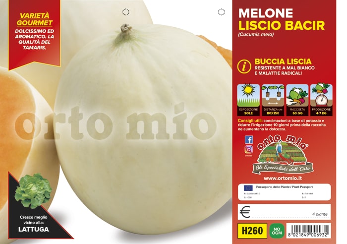 Melone Liscio