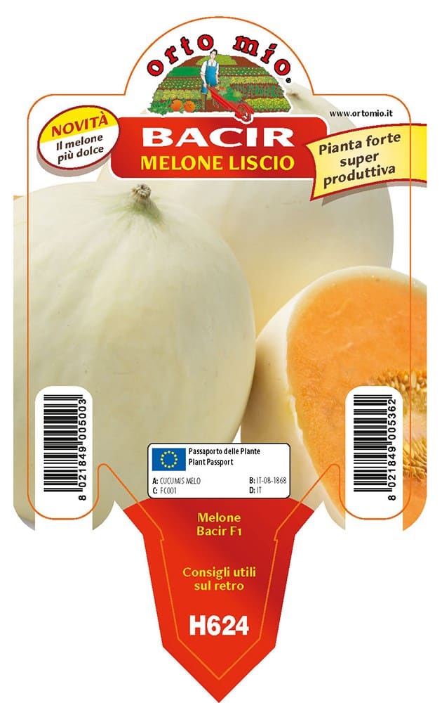 Melone Liscio