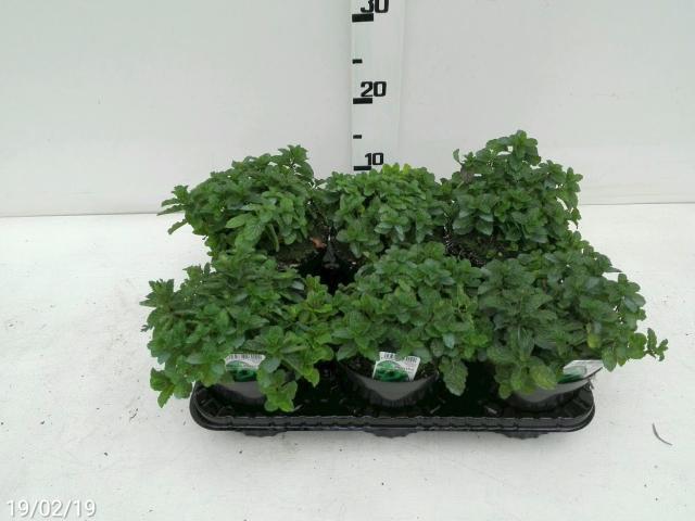 Menta Piperita Vaso 14 - Giardango