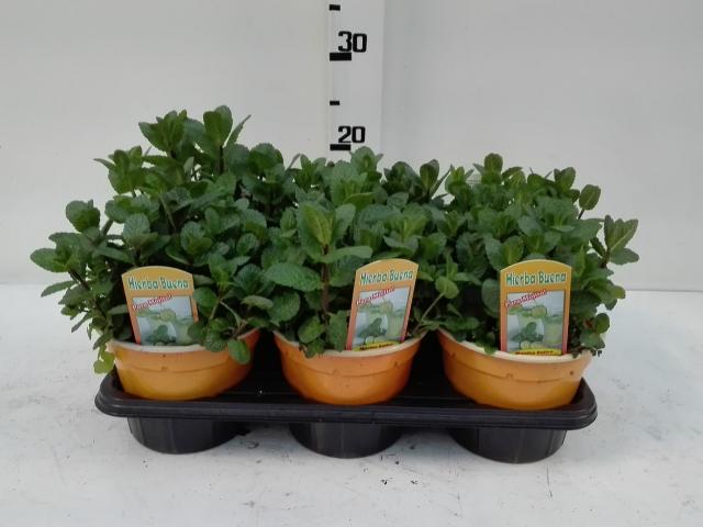 Menta Sativa Hierba Buena Vaso 14 - Giardango