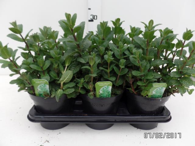 Menta Sativa Vaso 14 - Giardango
