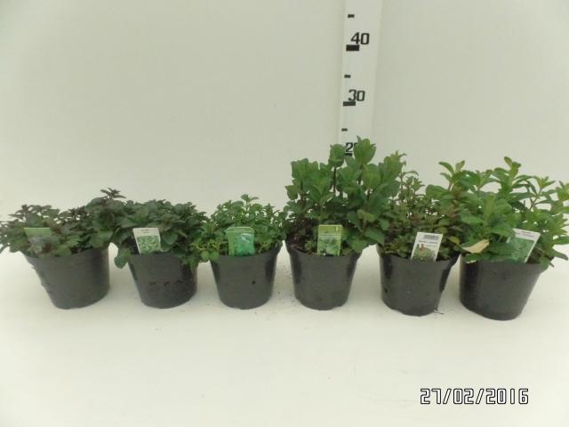 Menta Vaso 14 - Giardango
