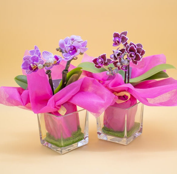 Bomboniera con Orchidea e Sabbia Verde in Cubotto di Vetro - Giardango