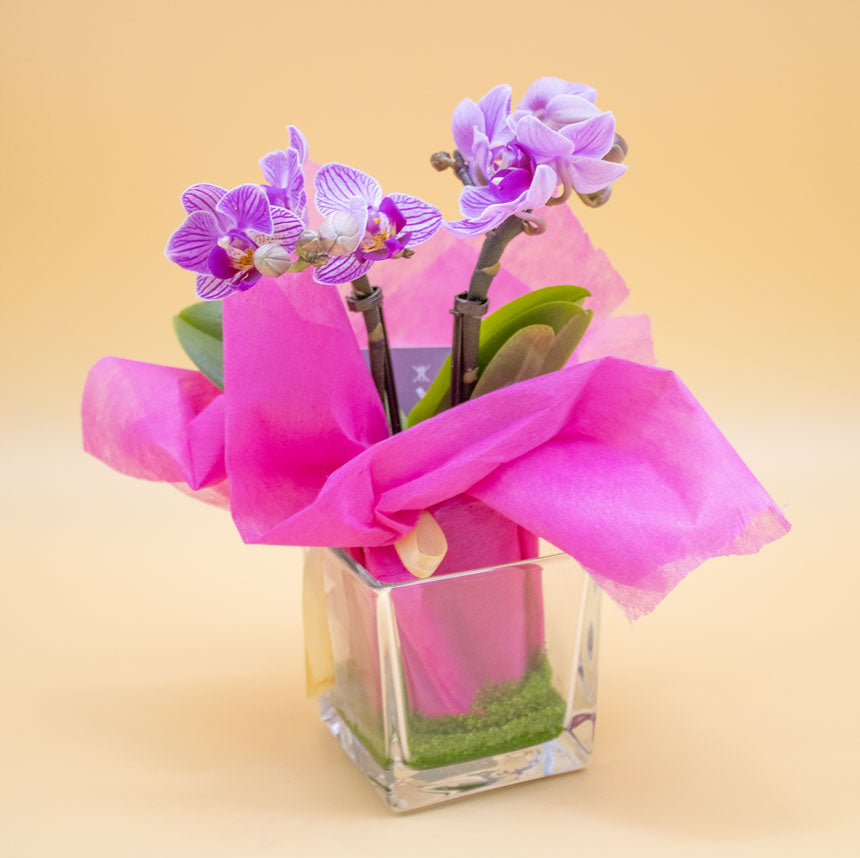 Bomboniera con Orchidea e Sabbia Verde in Cubotto di Vetro - Giardango