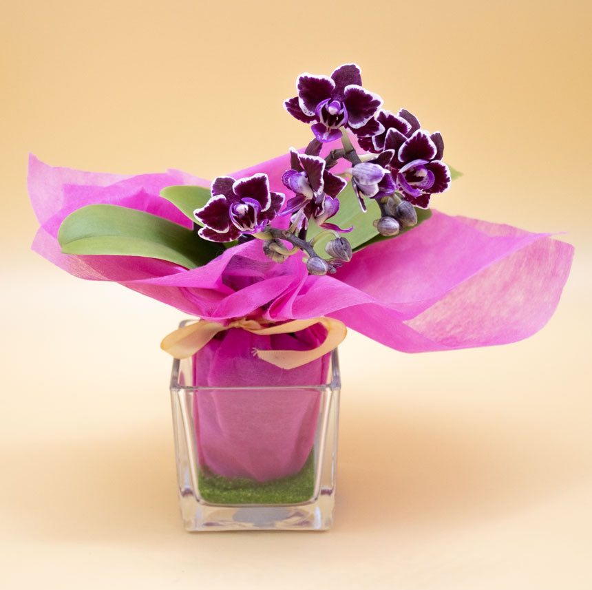Bomboniera con Orchidea e Sabbia Verde in Cubotto di Vetro - Giardango