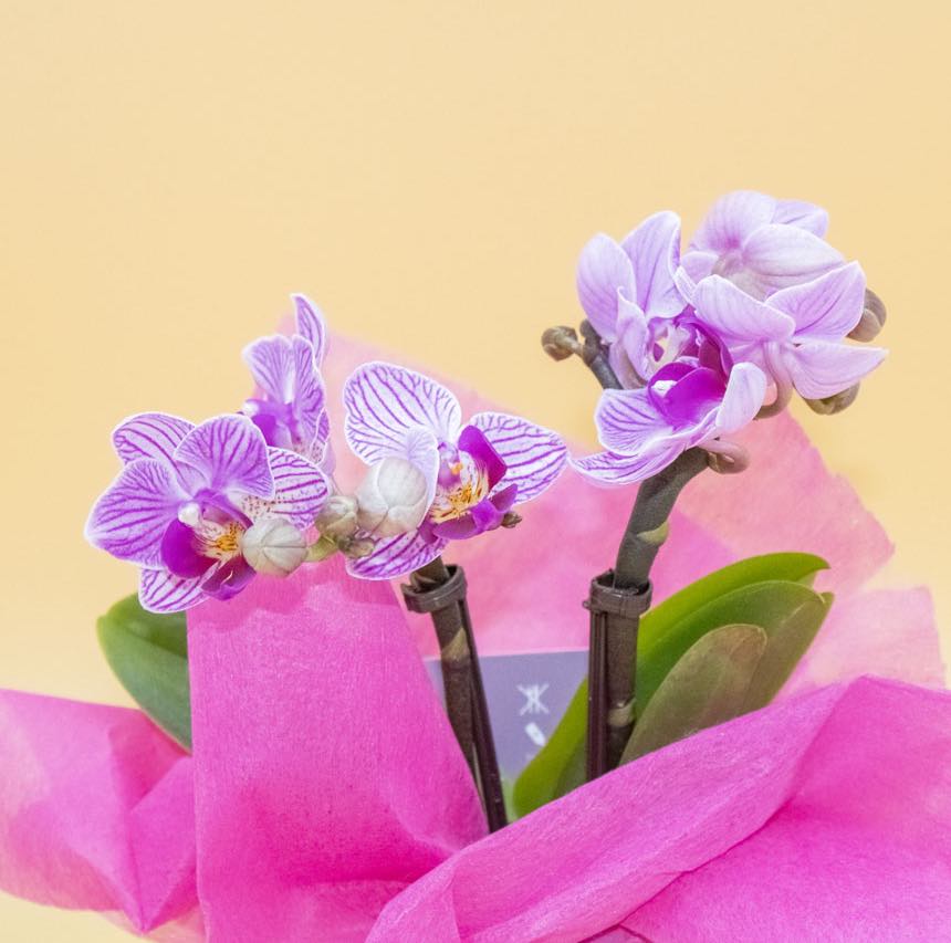 Bomboniera con Orchidea e Sabbia Verde in Cubotto di Vetro - Giardango