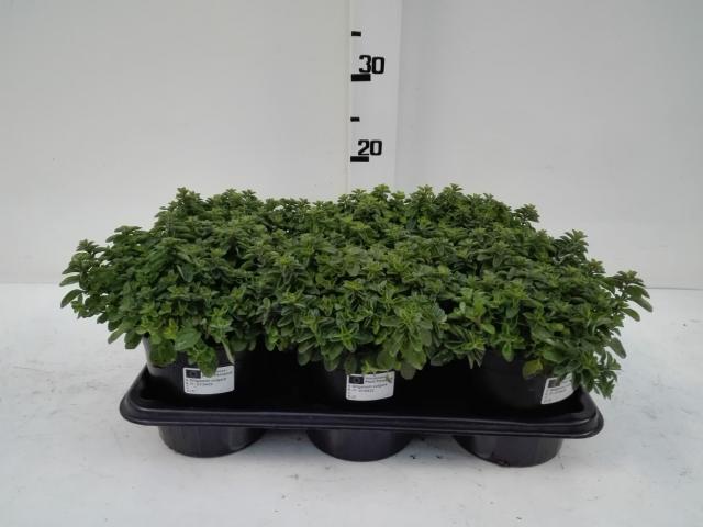 Origano Vaso 14 - Giardango
