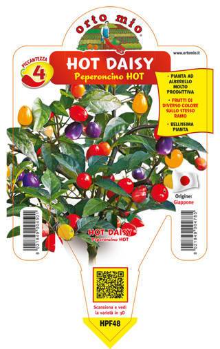 Peperoncino Hot Daisy - Giardango