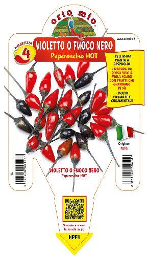 Peperoncino Violetto o Fuoco Nero - Giardango