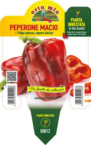 Peperone Quadrato Rosso Virgilio (ex Macio) Piante Innestate Vaso 14 Cm