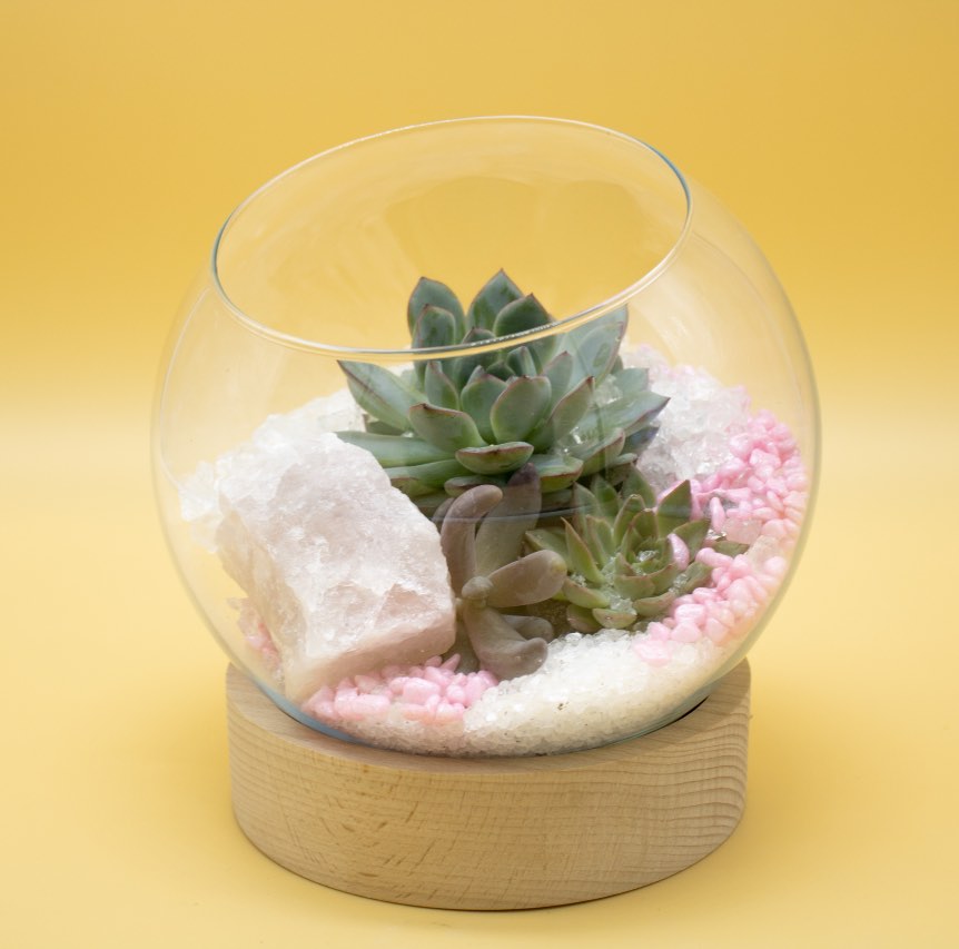 Bomboniera con Piante Grasse in Vaso di Vetro a Coppa - Giardango