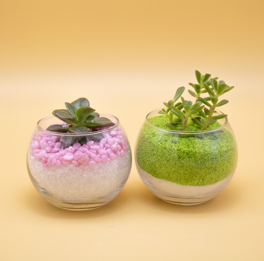 Bomboniera con Piantina Grassa e Sassi Colorati in Boccia di Vetro - Giardango