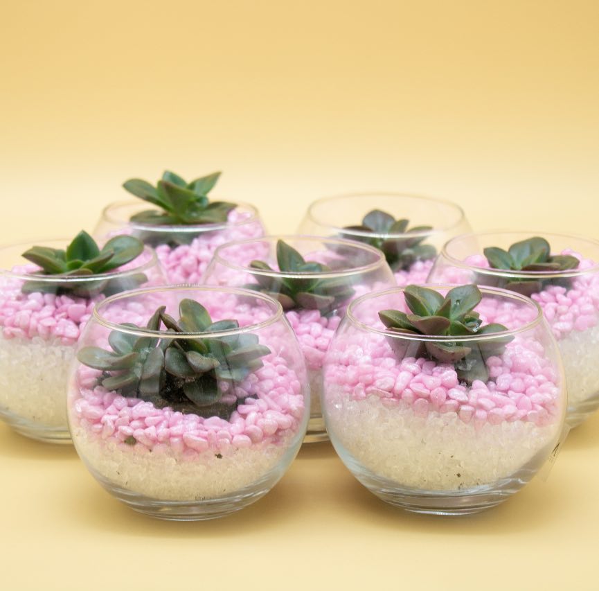 Bomboniera con Piantina Grassa e Sassi Colorati in Boccia di Vetro - Giardango