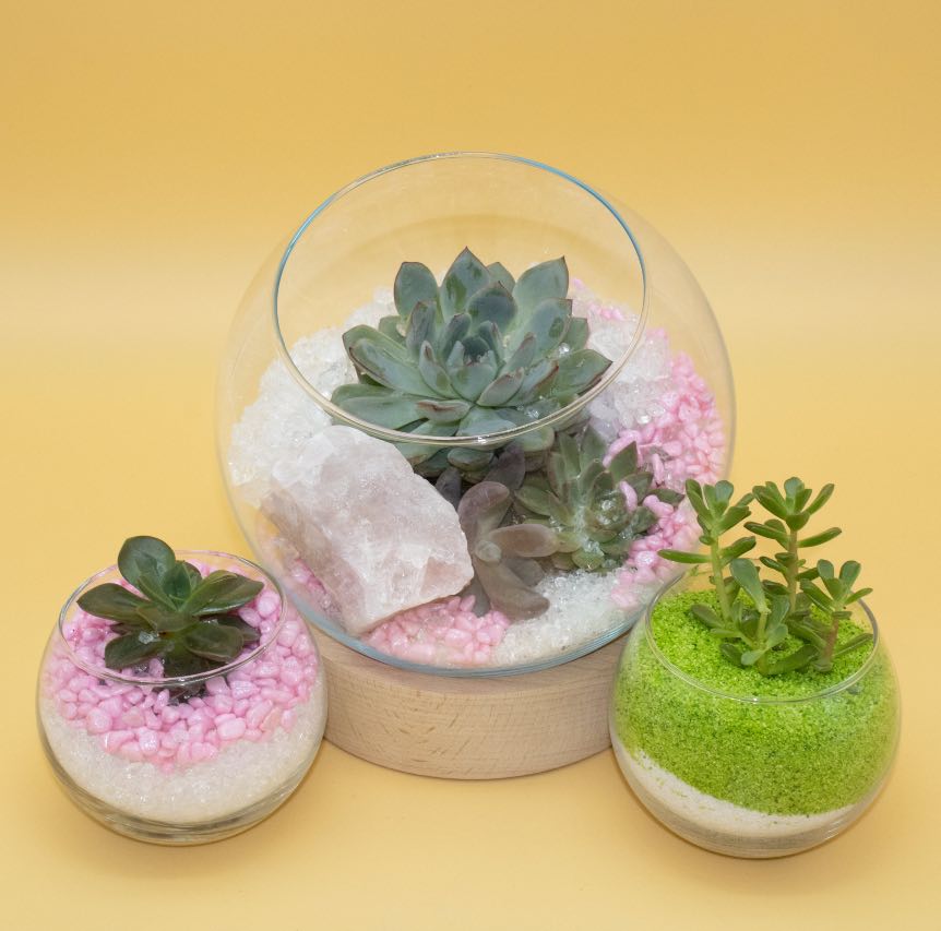 Bomboniera con Piante Grasse in Vaso di Vetro a Coppa - Giardango