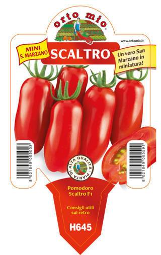 Pomodoro Allungato Scaltro Mini S. Marzano Vaso 10 Cm - Giardango