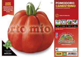 Pomodoro Canestrino di Lucca Sb 022 F1 Vaso 10 Cm