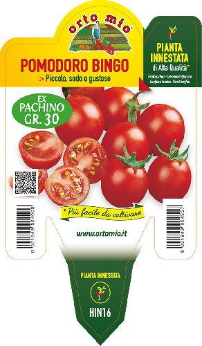 Pomodoro Ciliegino Bingo Piante Innestate Vaso 14 Cm