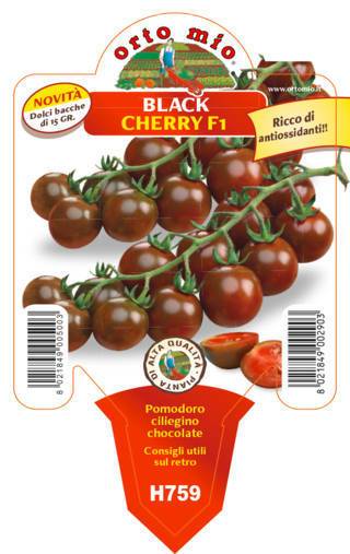 Pomodoro Ciliegino Chocolate Black Cherry F1 Vaso 10 Cm