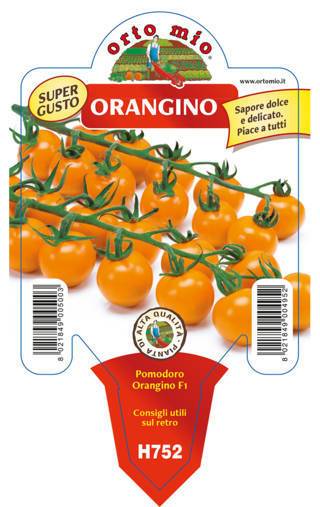 Pomodoro Ciliegino Orangino Arancio Vaso 10 Cm