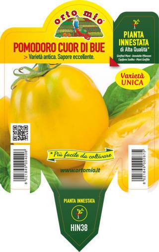 Pomodoro Cuore di Bue Giallo var. Cuore di Jesi Piante Innestate Vaso 14 Cm