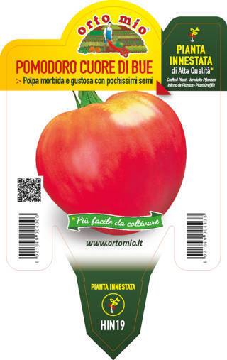 Pomodoro Cuore di Bue Gourmandia Piante Innestate Vaso 14 Cm