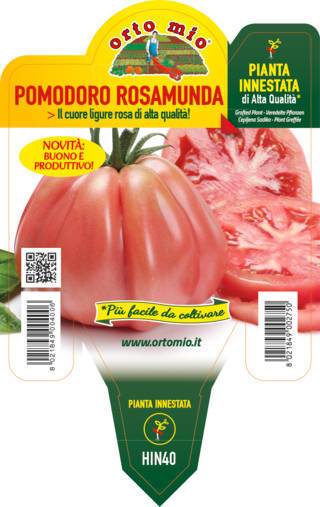Pomodoro Cuore Ligure Rosa Rosamunda F1 Vaso 14 Cm - Giardango