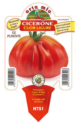Pomodoro Cuore Resistente Cuore Ligure Cicerone Ex Punente F1 Vaso 10 Cm