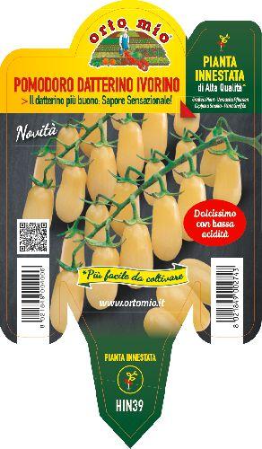 Pomodoro Datterino Ghiaccio var. Ivorino F1 Vaso 14 Cm - Giardango