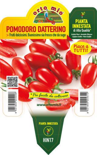 Pomodoro Datterino Lobello Piante Innestate Vaso 14 Cm