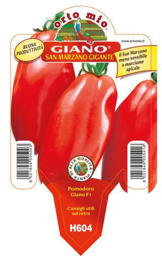 Pomodoro Gigante Giano Vaso 10 Cm - Giardango