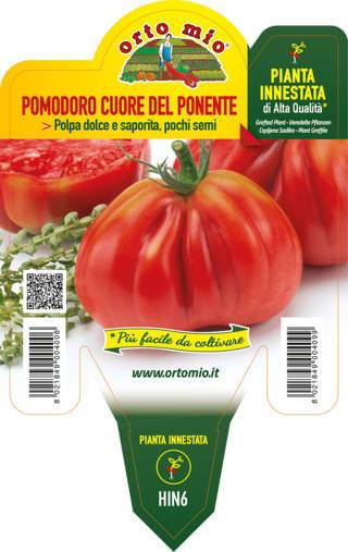 Pomodoro Ligure Cuore del Ponente Piante Innestate Vaso 14 Cm
