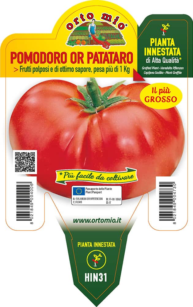 Pomodoro Tondo Gigante Patataro Piante Innestate Vaso 14 Cm