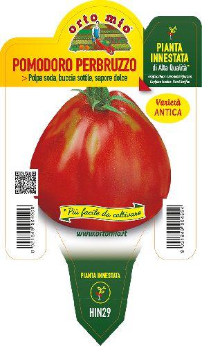 Pomodoro Perbuzzo Deko F1 Vaso 14 Cm - Giardango