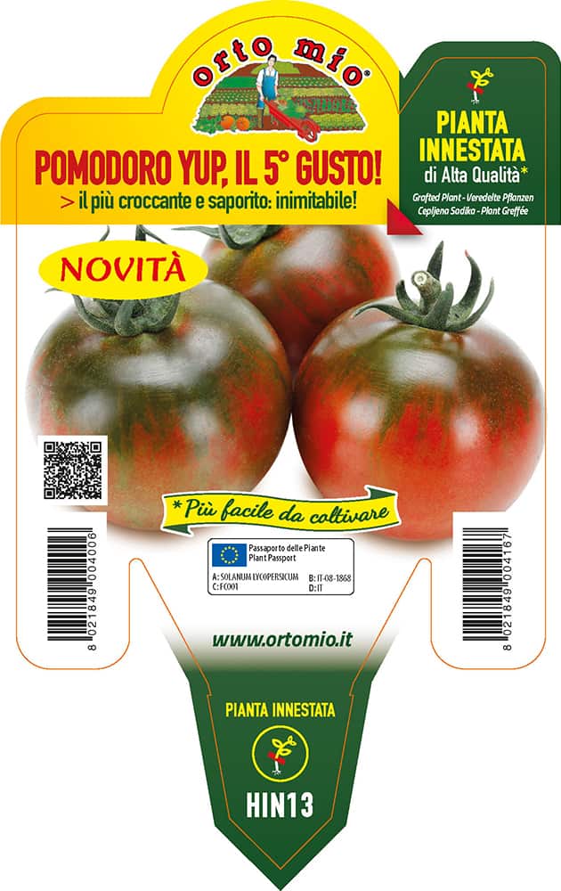 Pomodoro Yup Quinto Gusto Piante Innestate Vaso 14 Cm