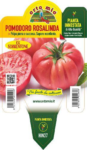 Pomodoro Sorrentone Rosalinda F1 Vaso 14 Cm - Giardango