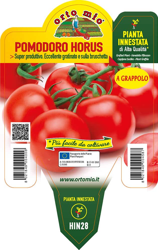 Pomodoro Tondo a Grappolo Horus Piante Innestate Vaso 14 Cm