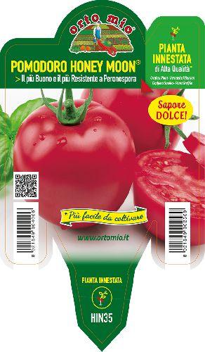Pomodoro Tondo Dolce Honey Moon F1 Vaso 14 Cm - Giardango