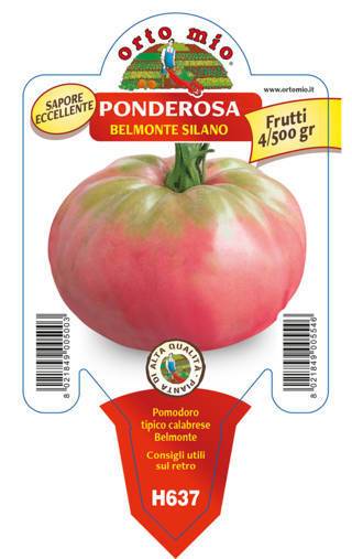 Pomodoro Tondo Gigante Belmonte Silano Ponderosa Vaso 10 Cm - Giardango