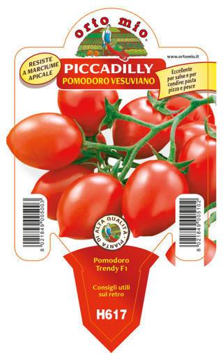 Pomodoro Vesuviano Piccadilly Vaso 10 Cm - Giardango
