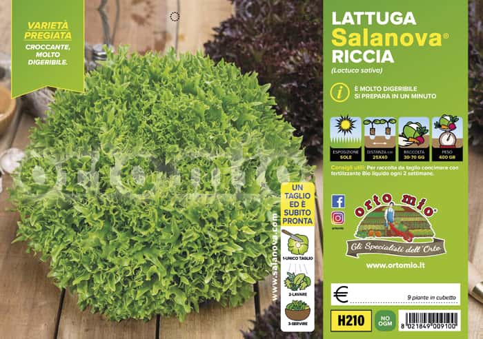 Lattuga Salanova mix a foglia riccia