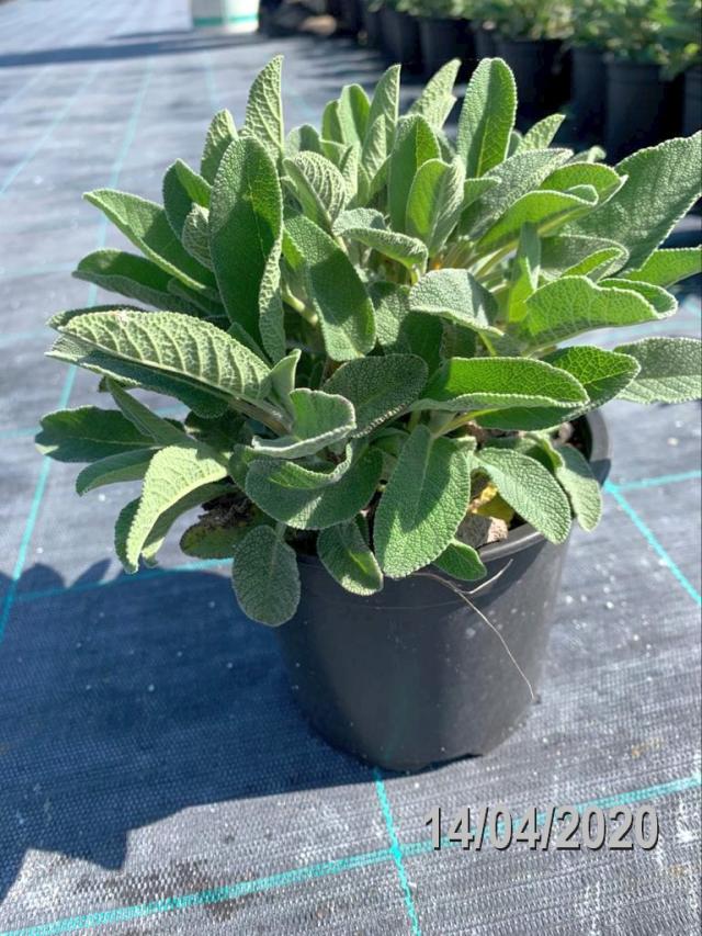 Salvia Officinalis Maxima Vaso 14 - Giardango