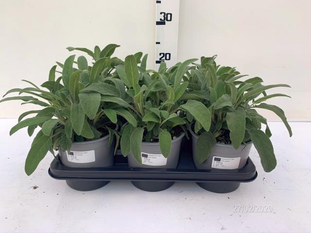 Salvia Officinalis Vaso 14 - Giardango