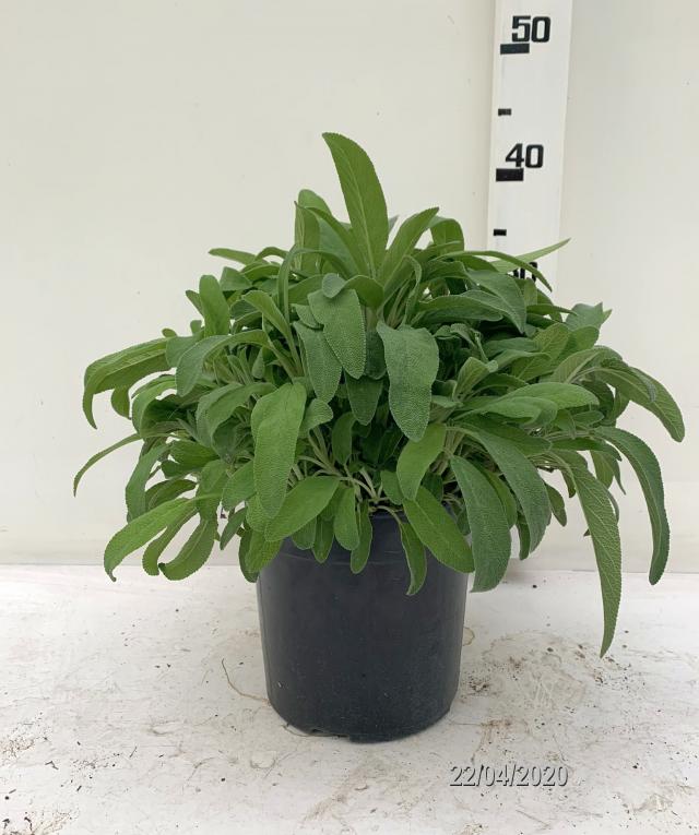 Salvia Officinalis Vaso 18 - Giardango
