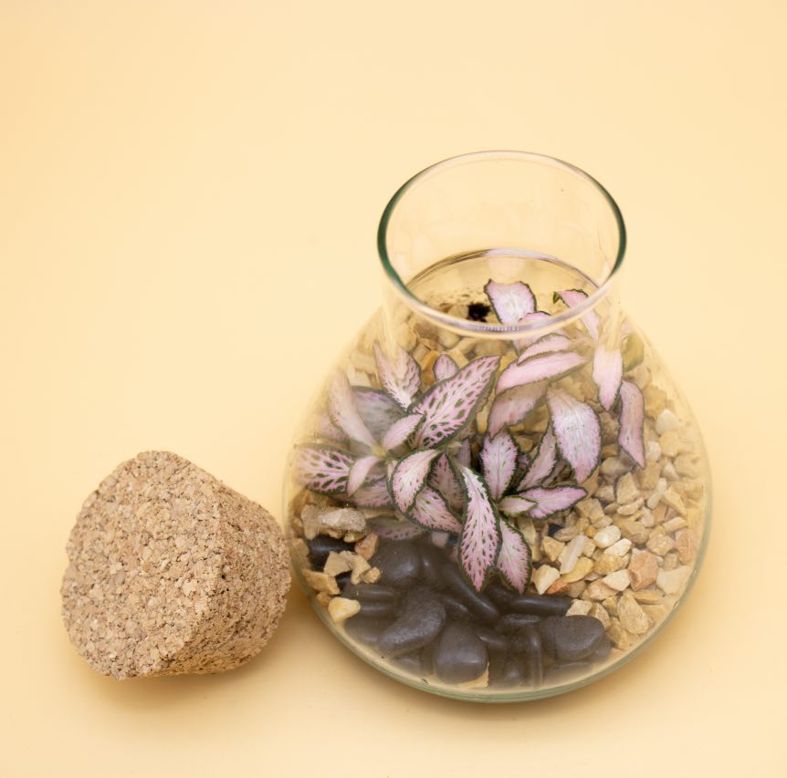 Bomboniera Terrario con Phittonia in Ampolla di Vetro - Giardango