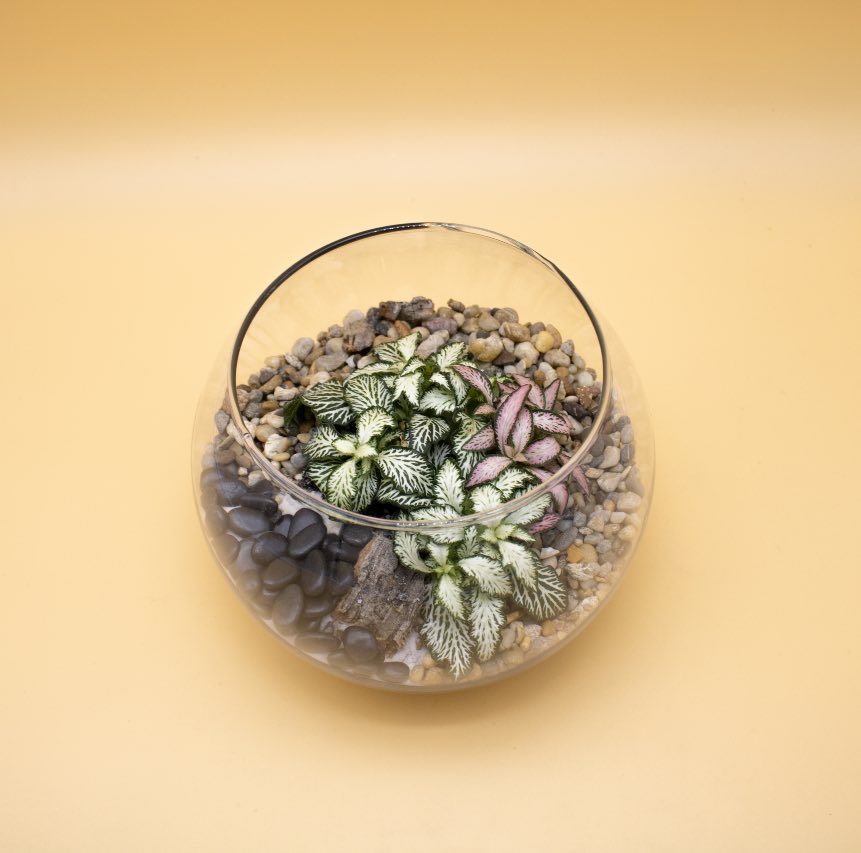 Bomboniera Terrario con Phittonia in Boccia di Vetro - Giardango