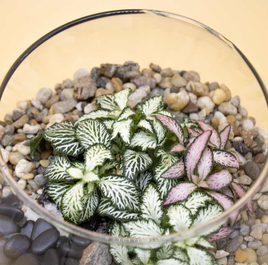 Bomboniera Terrario con Phittonia in Boccia di Vetro - Giardango